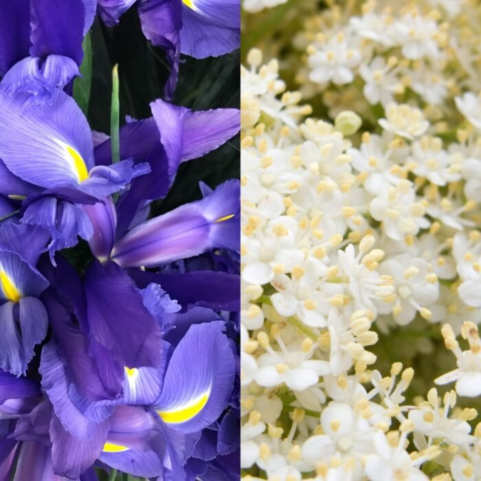 Iris and Elderflower Aroma / Fragrance Oil