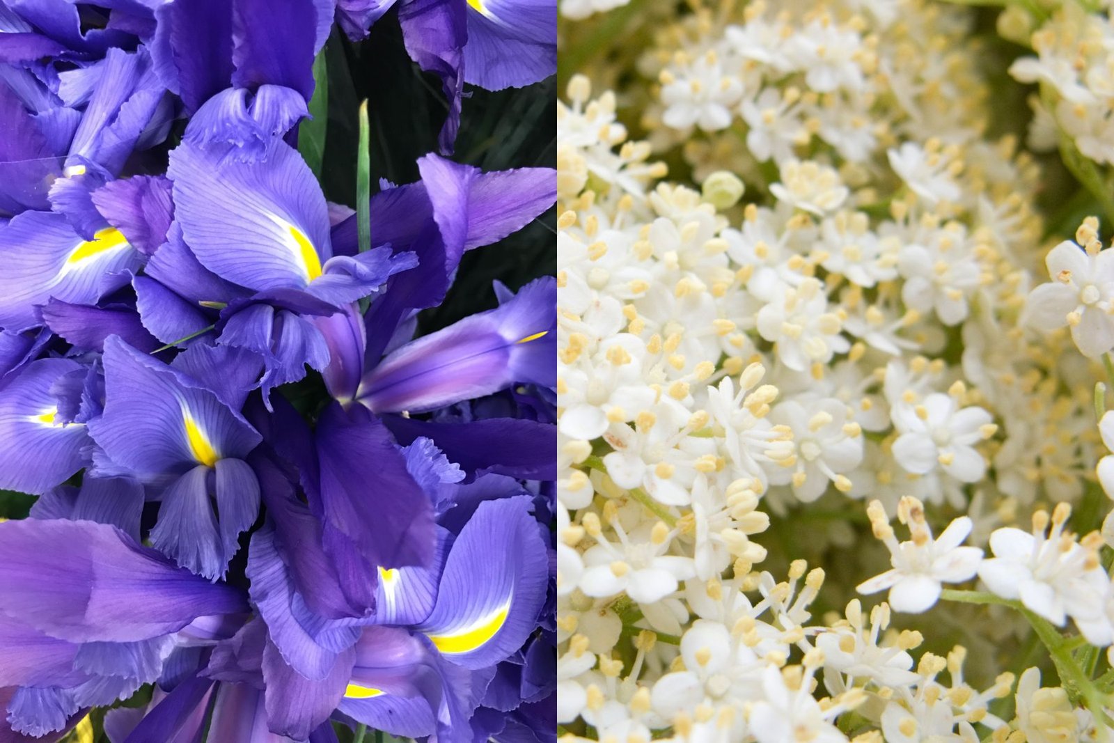 Iris & Elderflower Body Lotion