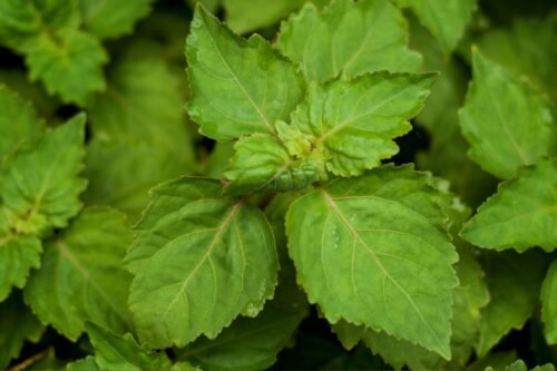 Patchouli Floral Water / Organic