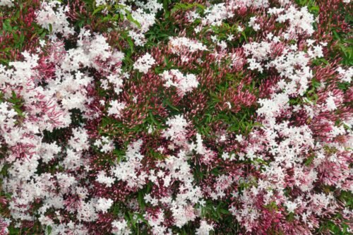 Pink Jasmine Floral Water
