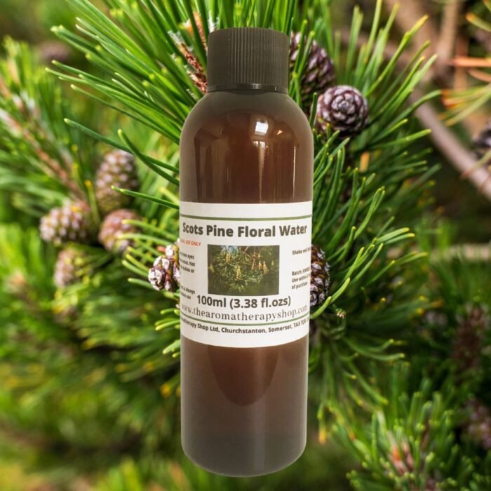 Scots Pine Needle Floral Water / Organic