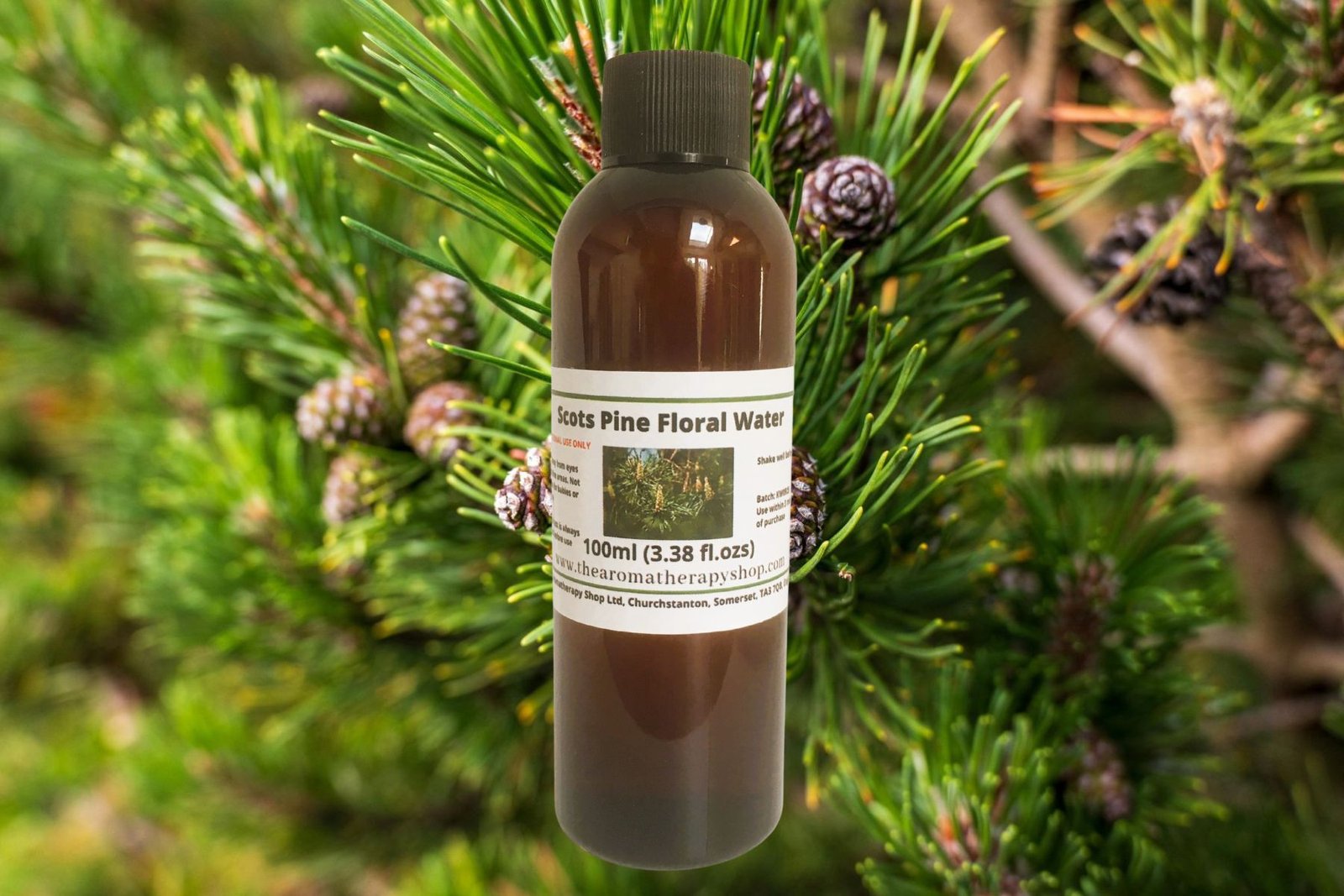 Scots Pine Needle Floral Water / Organic
