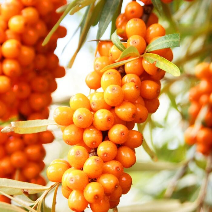 Sea Buckthorn Gel
