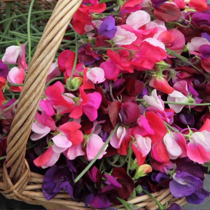 Sweet Pea Aroma / Fragrance Oil