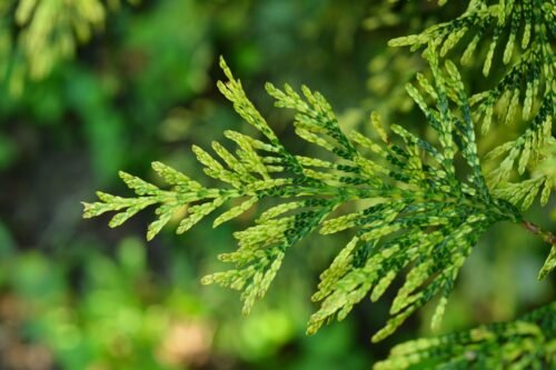 Thuja Wood Floral Water / Organic