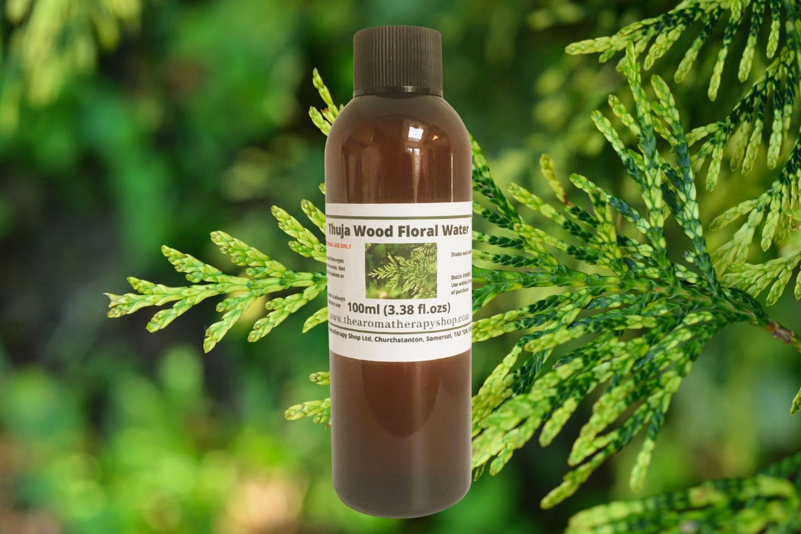Thuja Wood Floral Water / Organic