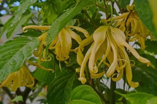 Ylang Ylang Body Butter