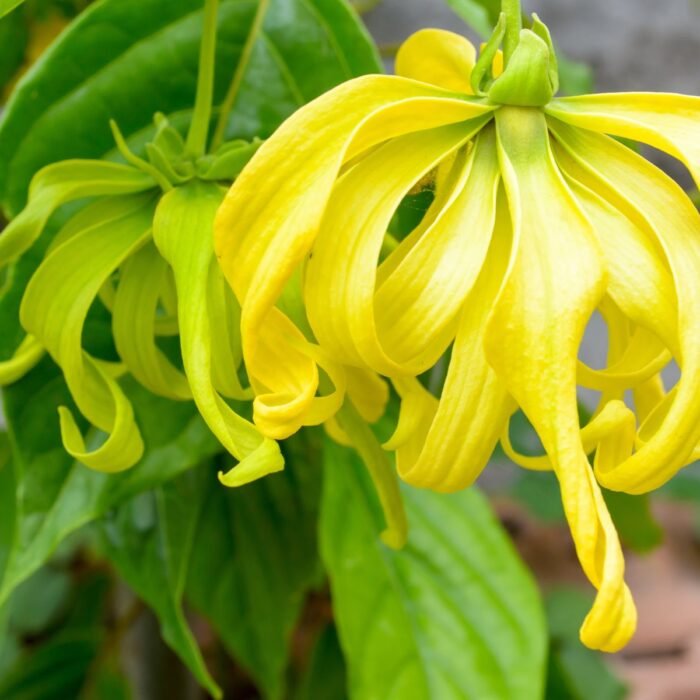 Ylang Ylang Aroma / Fragrance Oil