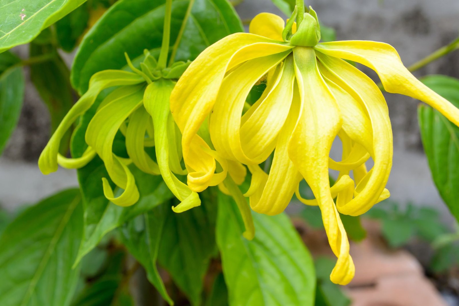 Ylang Ylang Body Lotion