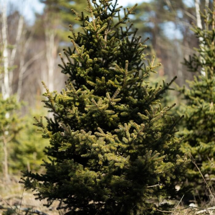 Christmas Tree Aroma / Fragrance Oil