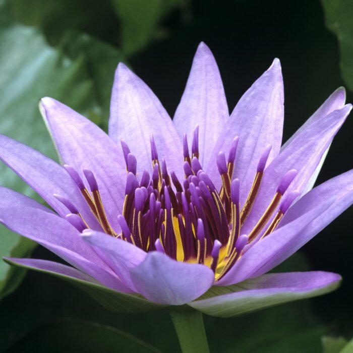 Egyptian Lotus Aroma / Fragrance Oil