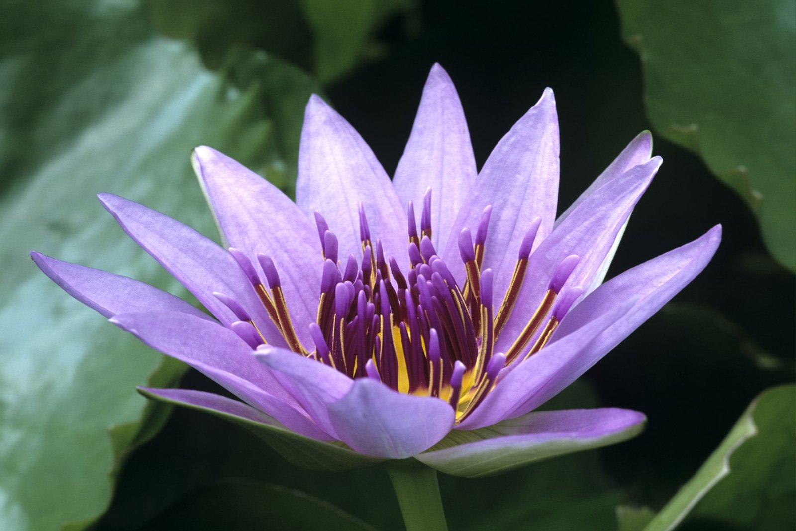 Egyptian Lotus Aroma / Fragrance Oil